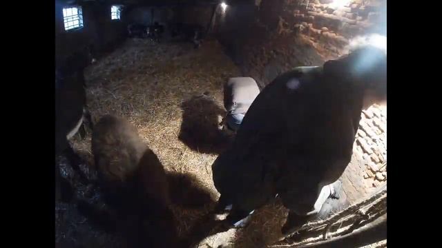 9 Donkeys 1 Pony And Their Farrier In Stables Dating From Middle Ages 1625. смотреть онлайн