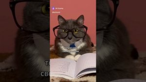 Если бы котики ходили в школу - шпаргалка😸