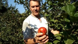 ЯБЛОНЯ СОРТ-УЭЛСИ