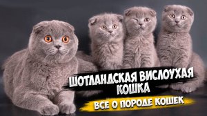 Шотландская вислоухая кошка - Все о породе | Кошка породы - Шотландская вислоухая