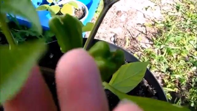 Итоги июня на даче в Причудье. У меня всё позже начинает цвести, было холодно. смотреть онлайн