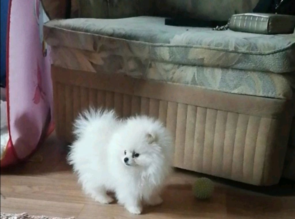 белый,померанский шпиц Мишка Тепа🥰🐶