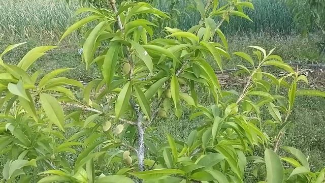 Персики та нектарини : захистіть від шкідників та хвороб смотреть онлайн