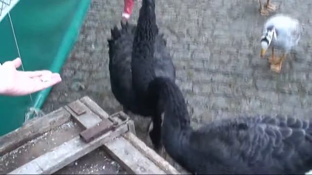 ЛЕБЕДИ ПАРКА ,,СОФИЯ" смотреть онлайн