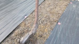 Виноград Шайн мускат (Япония) на беседке 24.04.25г г. Краснодар