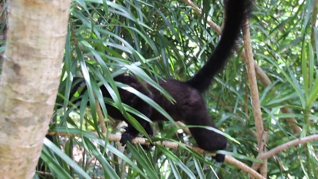 Мадагаскар. Остров Нуси - Комба. Чёрный лемур.