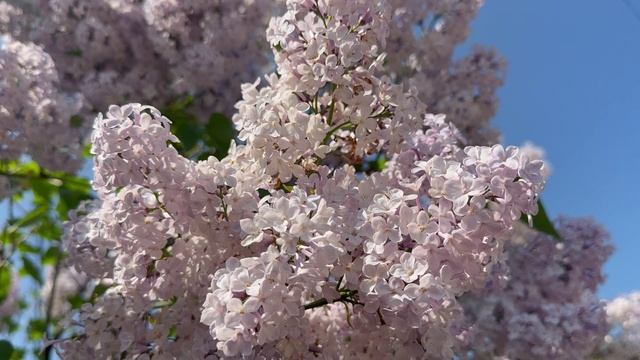 Цветущая сирень розовая // ФУТАЖ смотреть онлайн