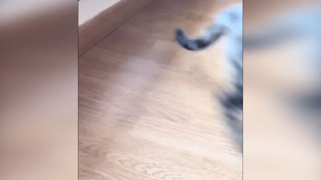 Глупые и забавные кошки 2024 #2