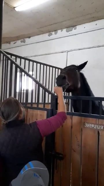 конный клуб Пегас | лошади #рекомендации #shortvideo #тобольск смотреть онлайн