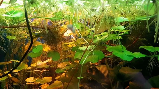 Линеатусы (аплохейлус полосатый, и золотистый) смотреть онлайн