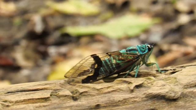 Cicada calling (Zammara sp.) смотреть онлайн