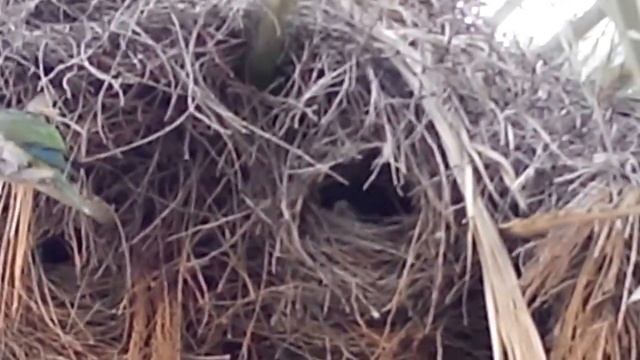 Барселона Попугаи строят дом смотреть онлайн