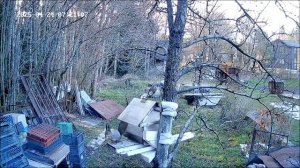 У белки утренняя разминка (разведка) на груше.