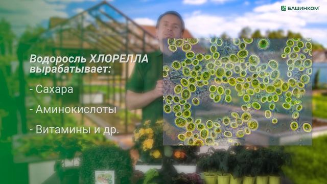 Триходермикс - обзор микробиологического препарата смотреть онлайн