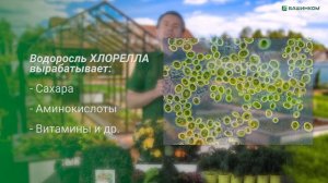 Триходермикс - обзор микробиологического препарата