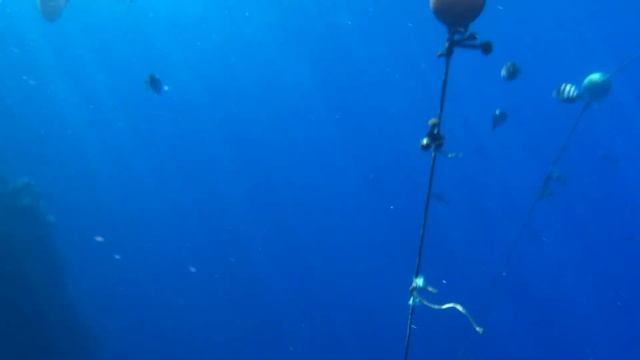 #egypt 🇪🇬 #sharm_el_sheikh 🏝 #hotel #amphoras #5* #подводный #мир!🐠🐡🦑 #red #sea #fish смотреть онлайн