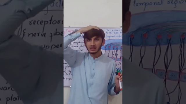 Olfactory nerve | Cranial nerve 1 #zoology #biology #neuroanatomy смотреть онлайн