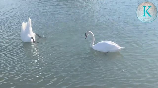 Swan couple swim upside down смотреть онлайн