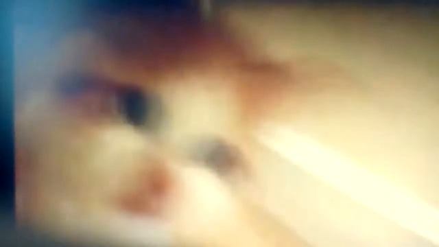 Приколы с котами, без звука! смотреть онлайн