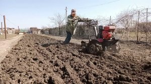 Вспашка плугом на мотоблоке Авангард 2022 год. ( Запахиваем сидерат).