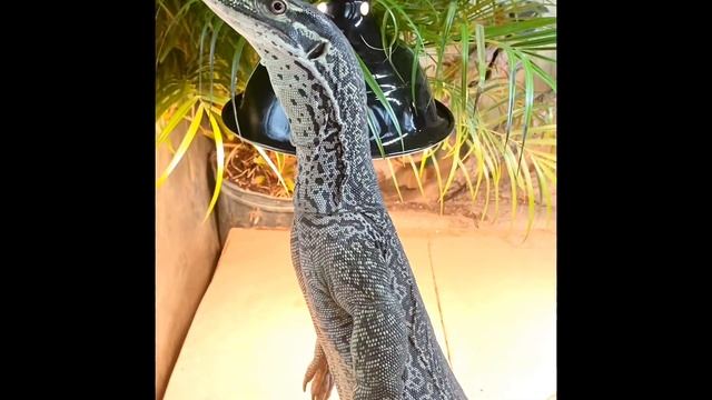 Varanus panoptes Tripod смотреть онлайн