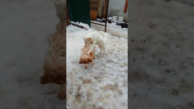 Кск быстро ростут малыши. смотреть онлайн