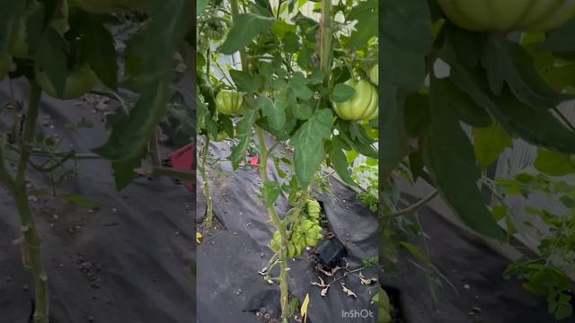 Павлины, цыплята ,наш сад, томаты,закатка огурцов, варенье из абрикосов,поездка с Кристиной, кафе смотреть онлайн