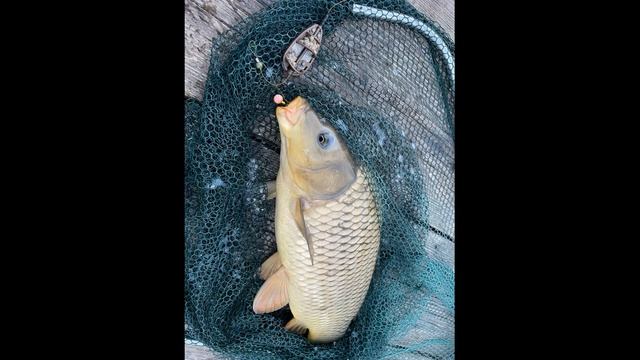 КАРП на Нижнем смотреть онлайн