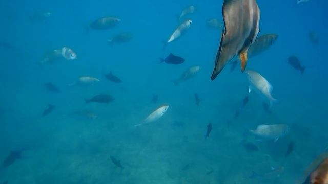 Рыба моя! Мальдивы 2024 Villa Park Sun Island Snorkeling смотреть онлайн