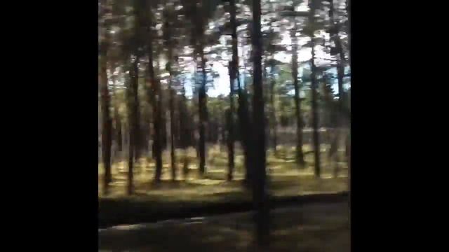 Танцующий лес. Куршская коса. (Литовская часть) смотреть онлайн