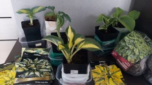 Как сохранить хосты до высадки в сад.24.04.2025.Каменск-Уральский.