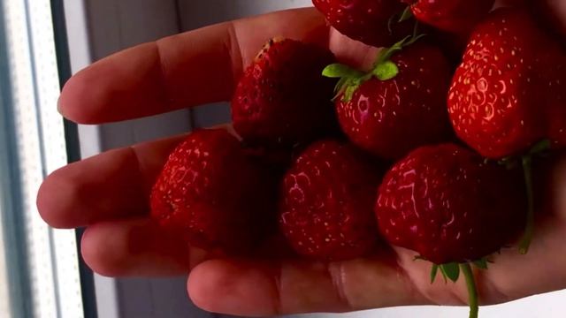 ДЕРЕВЕНСКИЙ СЕКРЕТ МАССОВОГО ПЛОДОНОШЕНИЯ КЛУБНИКИ смотреть онлайн