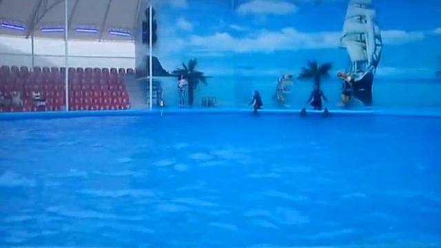 дельфинарий с судаке смотреть онлайн