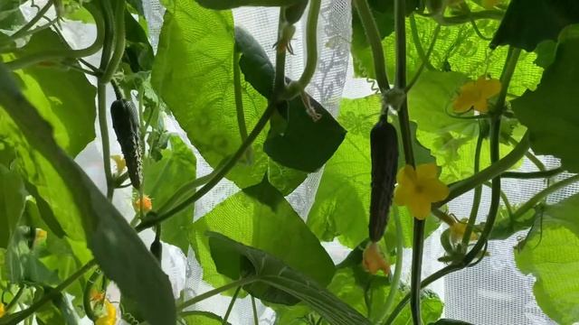 Обстригла хвост👱🏻муж спортсмен 💪🏻Катя жарит панкейки💥первый урожай огурцов с балкона 👏 смотреть онлайн