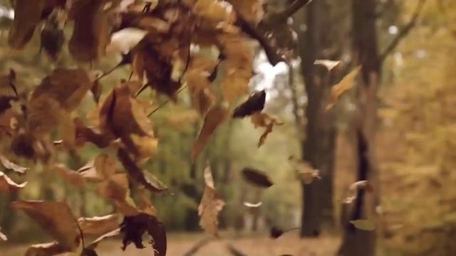 Відеозйомка весілля Львів, Ресторан Статус | SDE Павло та Люба 20 10 2018р смотреть онлайн