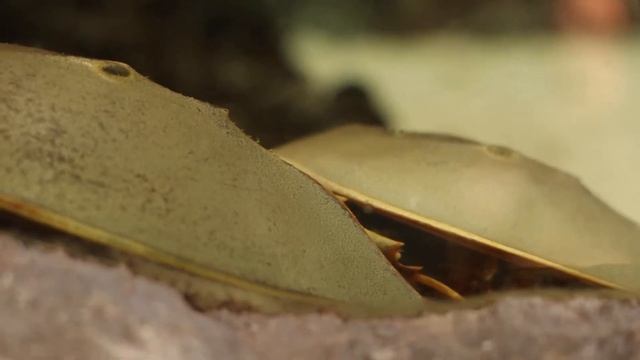 Horse SHOE CRAB MAting смотреть онлайн