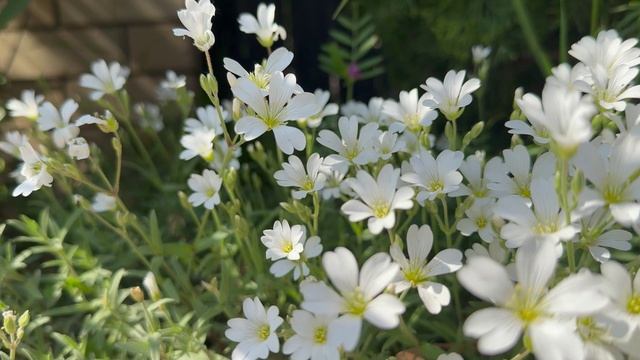 Белые цветы Ясколка