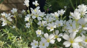 Белые цветы Ясколка