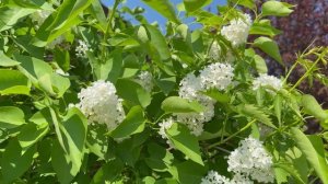 Цветущая белая сирень