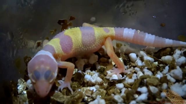 Leopard Gecko : Bell het Tremper out #1 (2014-06-11) смотреть онлайн