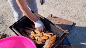 Щука и окунь горячего копчения