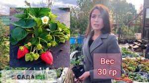 Клубника Нагаока