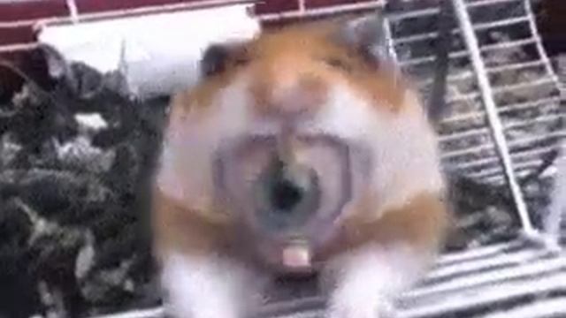 Трехглазый хомяк смотреть онлайн