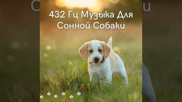 Детский сад для собак смотреть онлайн