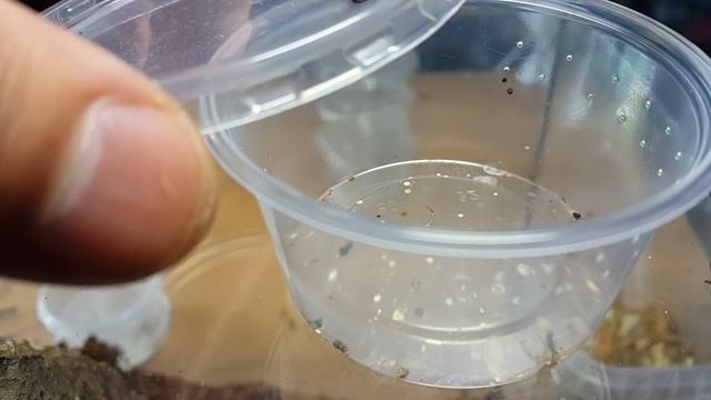 Co jedzą Heteropoda sp.? Testowy feeding pająków - spidersonline.pl смотреть онлайн