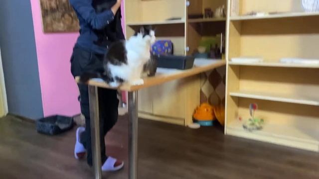 Кото-кафе «МурПатруль»: котенку нужен новый дом смотреть онлайн