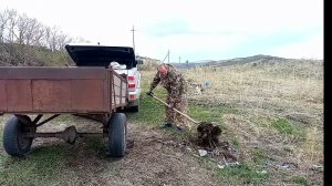 Уборка территории для коров/Добываем березовый сок