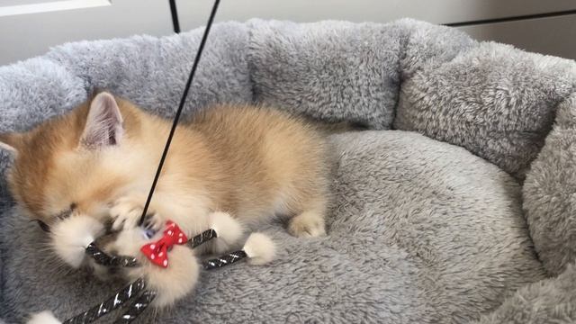 Британская шиншилла