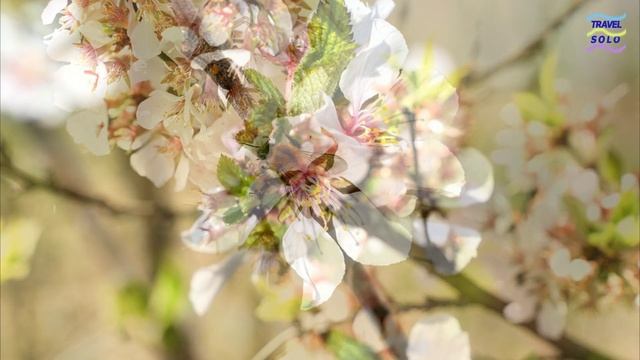 Весеннее апрельское настроение...