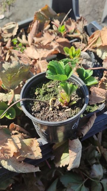 саженцы клубники весной